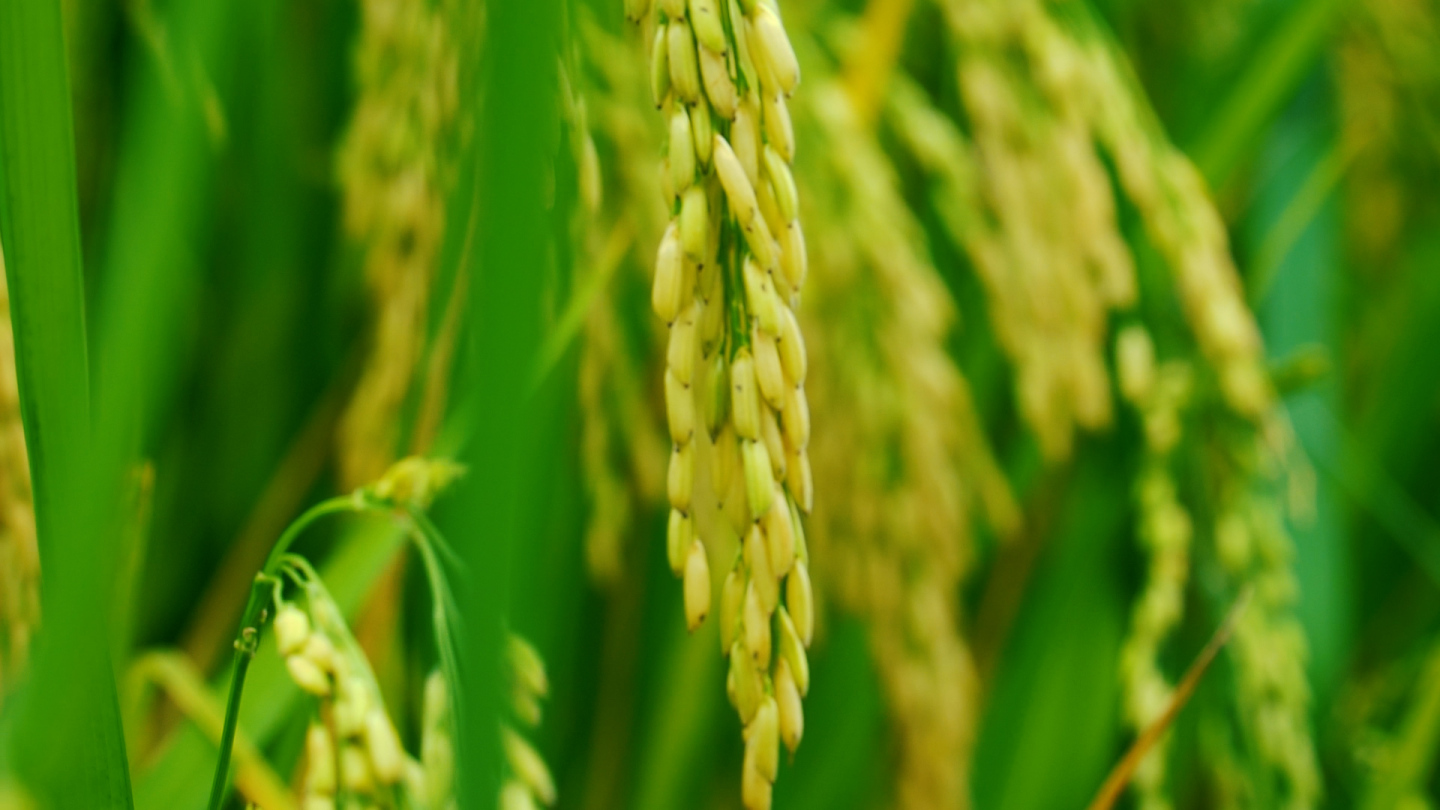 唯美水稻农业丰收