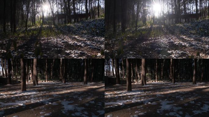 唯美的森林 阳光 落雪