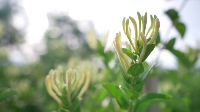 实拍金银花种植基地生长的金银花4K