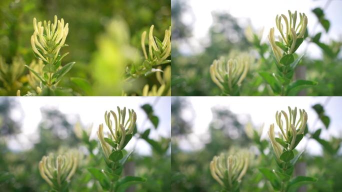 实拍金银花种植基地生长的金银花4K