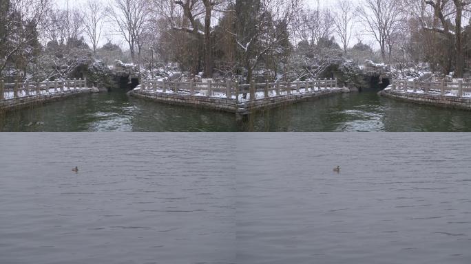 雪后的公园和水上嬉戏的水鸭