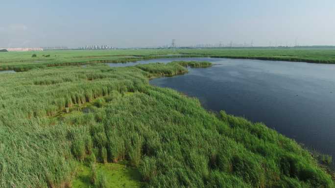 大庆风景航拍 水草湖泊