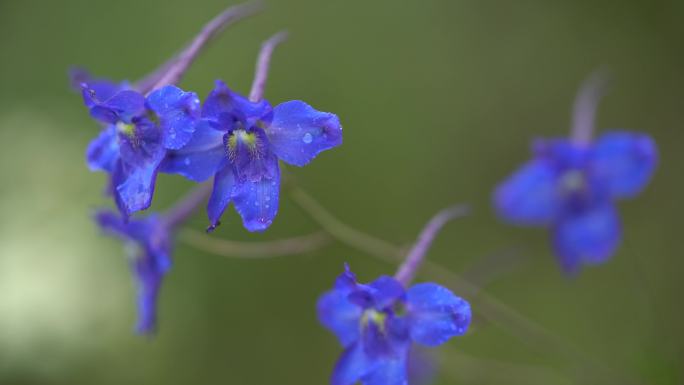 植物花卉特写