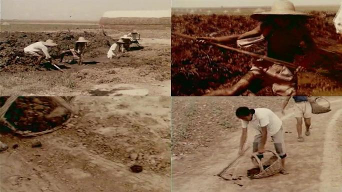 60年代农村拾粪挖粪坑视频