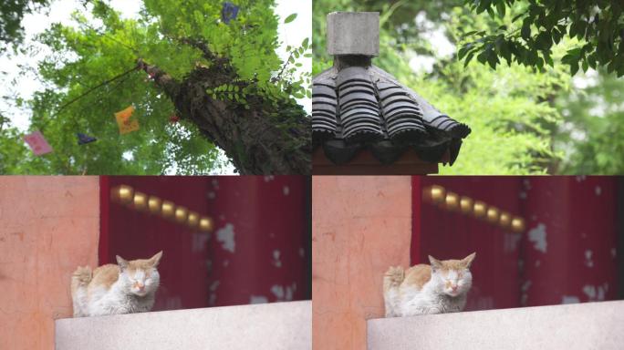 靖江孤山寺建筑特写猫咪空镜A006