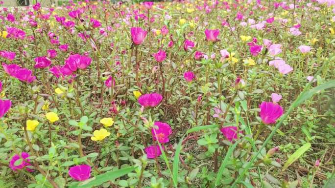 花圃园林