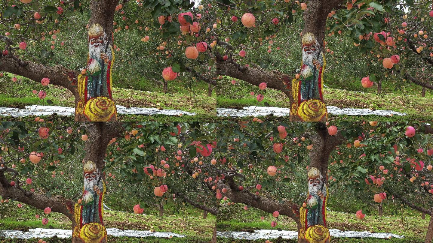 航拍灵宝苹果树59