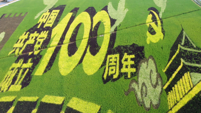上海彩色稻田，农业宣传片航拍