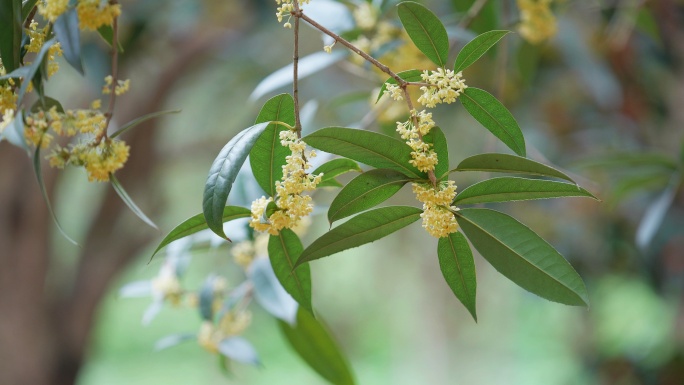 桂花