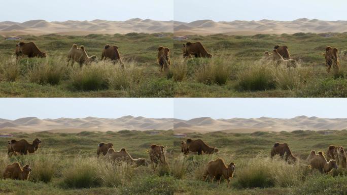 骆驼吃草