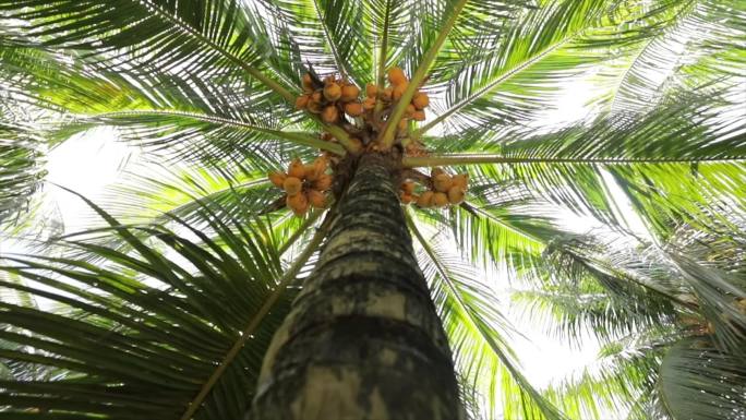 热带海南椰林椰树椰子树动态空镜