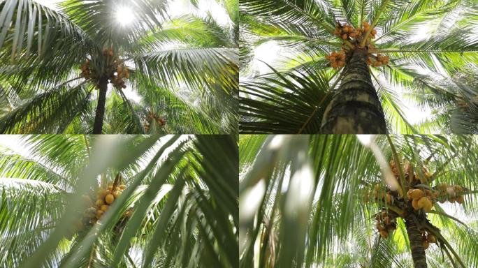 热带海南椰林椰树椰子树动态空镜