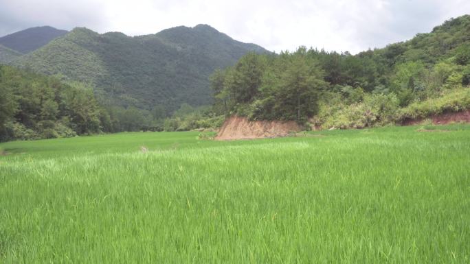 一阵风吹过稻田形成一道麦浪