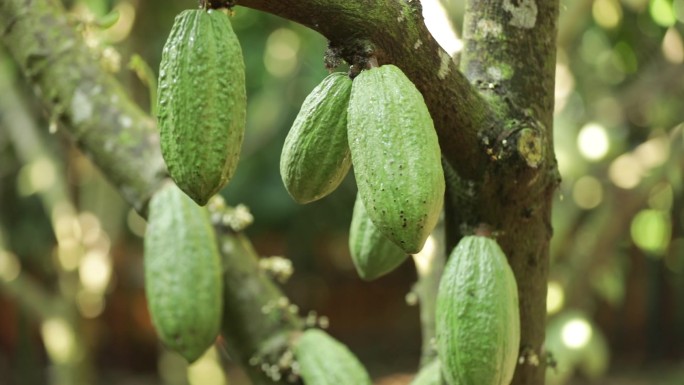 可可果 巧克力的原材料 可可