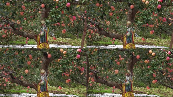 航拍灵宝苹果树及果树上画像59