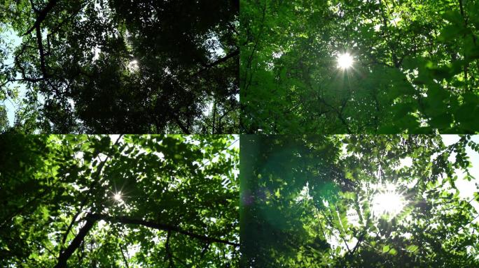 4K树林树荫光线变化