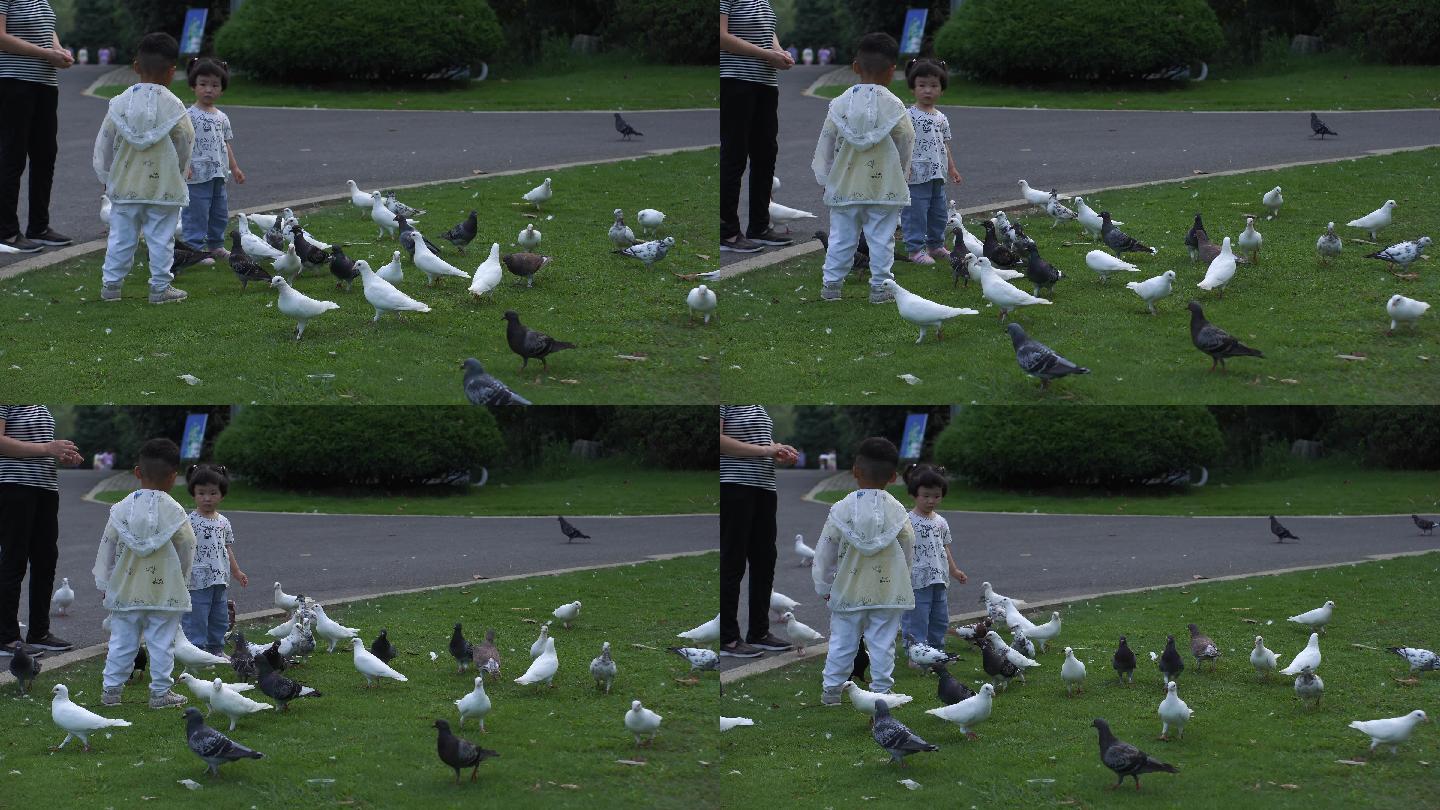 公园儿童喂鸽子