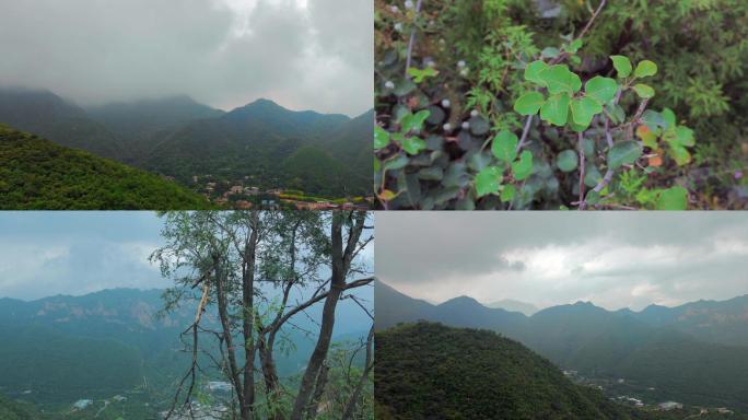 雨中爬山登顶月亮山蝴蝶慢动作