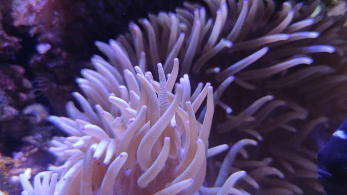 海底活珊瑚特写