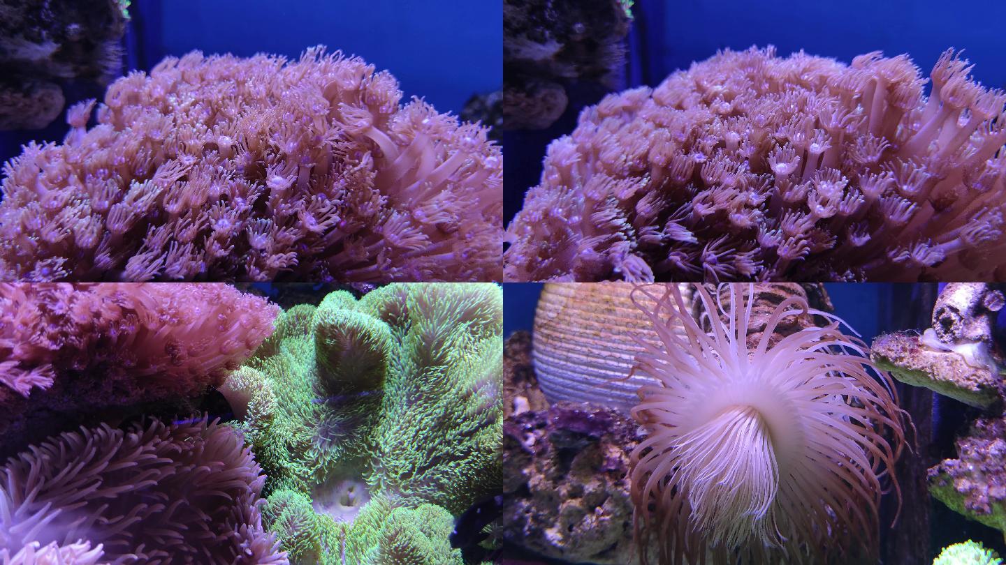 海底活珊瑚特写