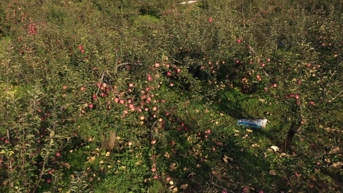 航拍灵宝苹果园苹果树59