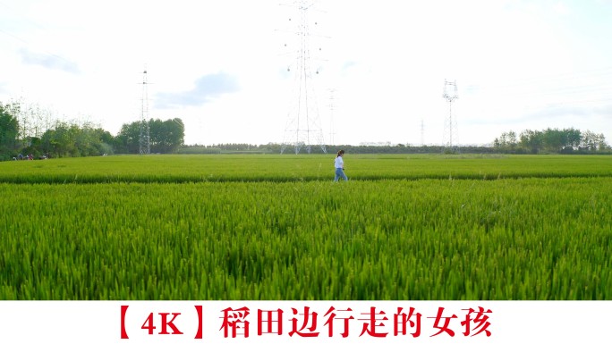 【4K】稻田边行走的女孩