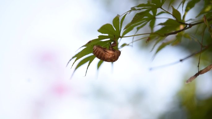 中药材蝉蜕