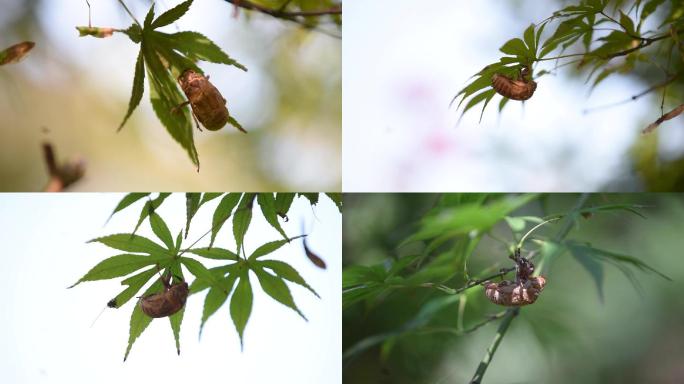 中药材蝉蜕