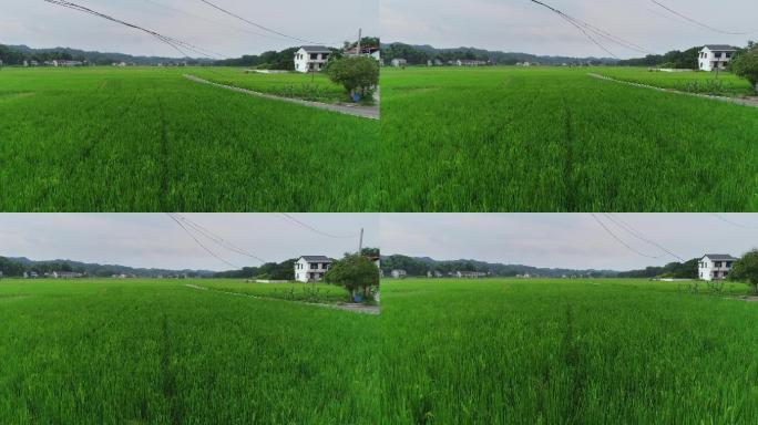 4K超低空航拍绿色稻田03