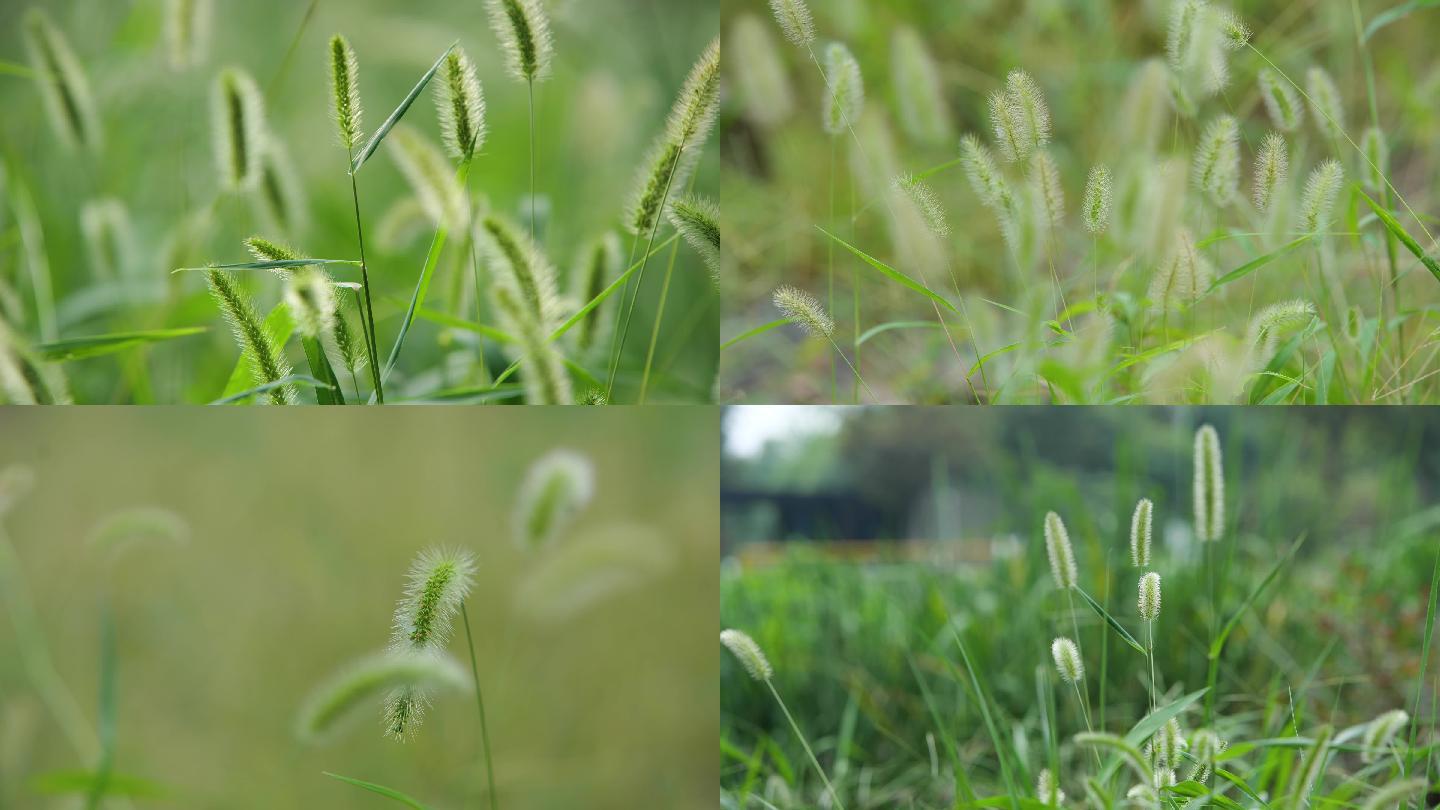 4K狗尾巴草，唯美自然界，小清新，逆光植
