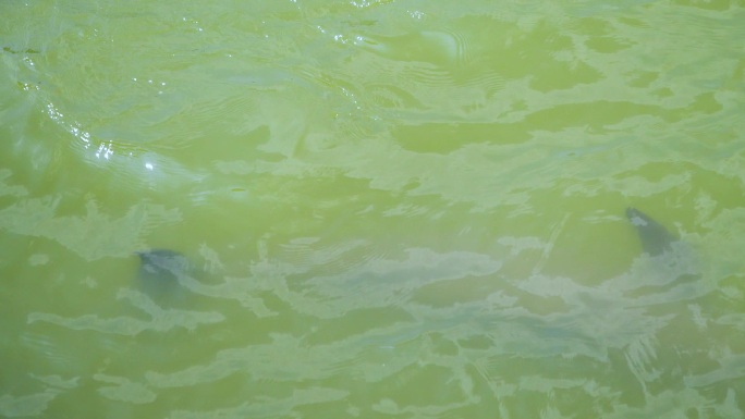 长江精灵江豚在水里游1