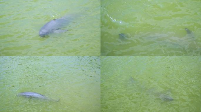 长江精灵江豚在水里游1