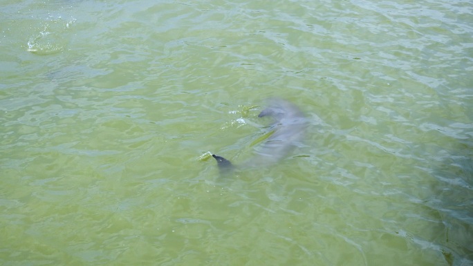 长江精灵江豚在水里游4