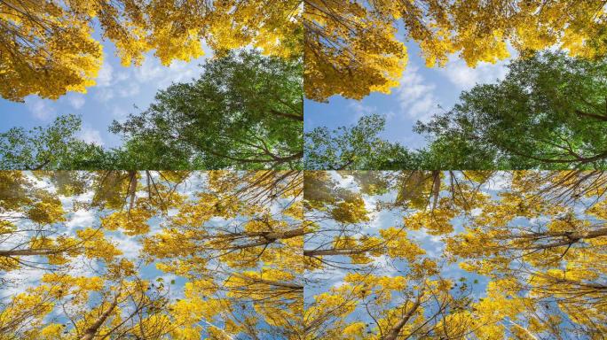 4k仰拍森林天空春秋季节树叶颜色对比延时