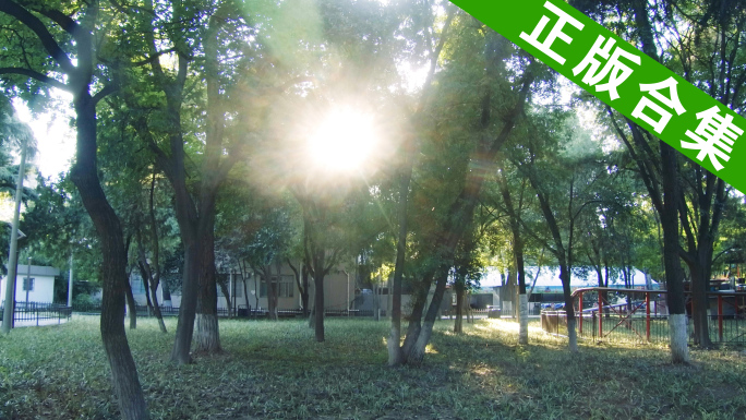 合集_植物空镜4K