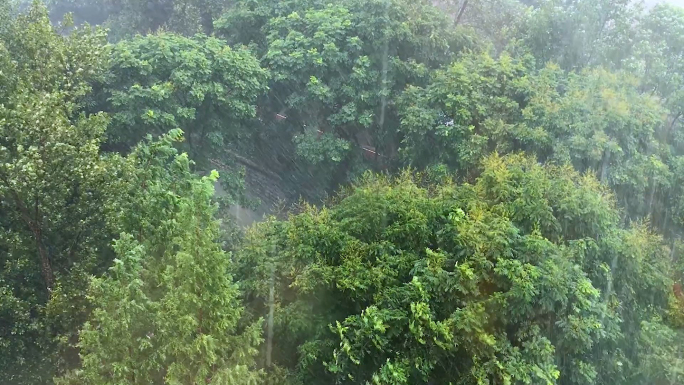 雨天素材刮风下雨风吹树林大风雨景狂风暴雨