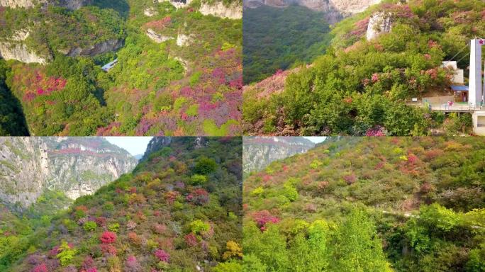 航拍红叶 枫叶 深秋 风景 太行山