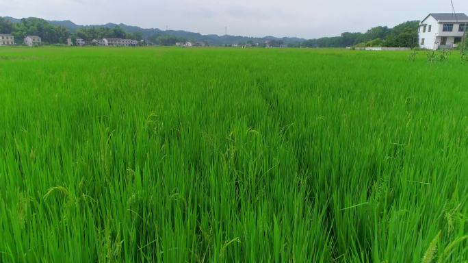 4K超低空航拍绿色稻田01