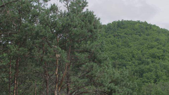 伊春金山鹿苑山坡上低头吃草的梅花鹿