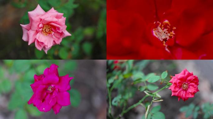 玫瑰园五彩缤纷玫瑰风中玫瑰带刺玫瑰