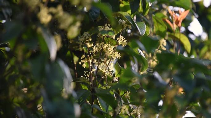 【高清】桂花 金桂花开