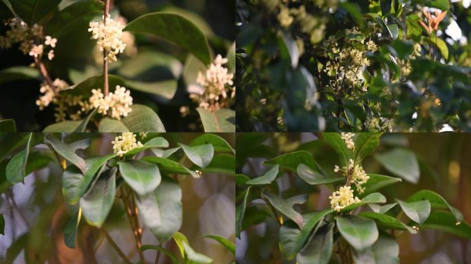 【高清】桂花 金桂花开