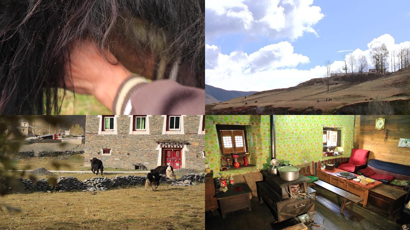 西藏牧民放牧牦牛挤牦牛奶
