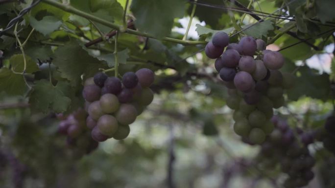 葡萄园 葡萄 采摘 丰收 紫葡萄