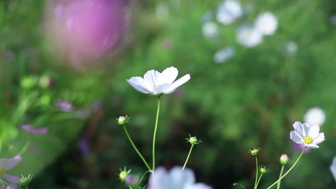 粉红花朵美丽盛开