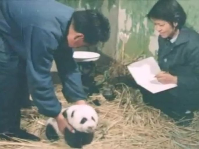 第一例人工授精大熊猫诞生