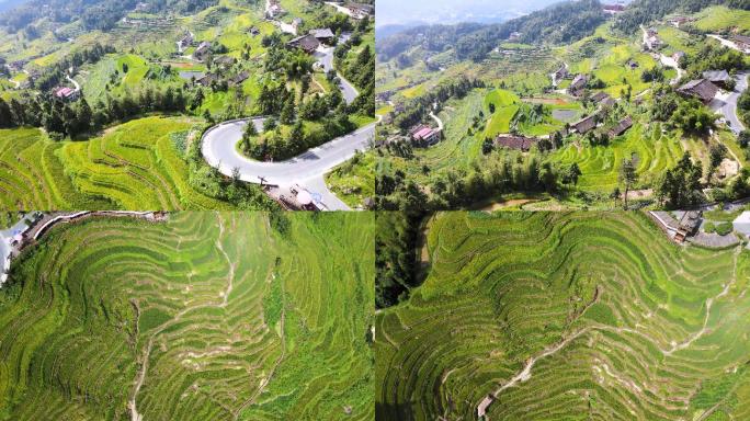 乡村振兴湖南紫鹊界梯田航拍秋景4K素材