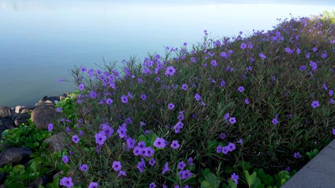 海岸园林花卉