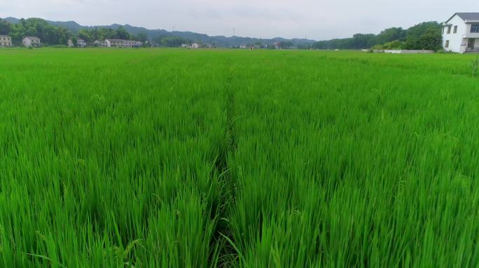 4K超低空航拍绿色稻田02