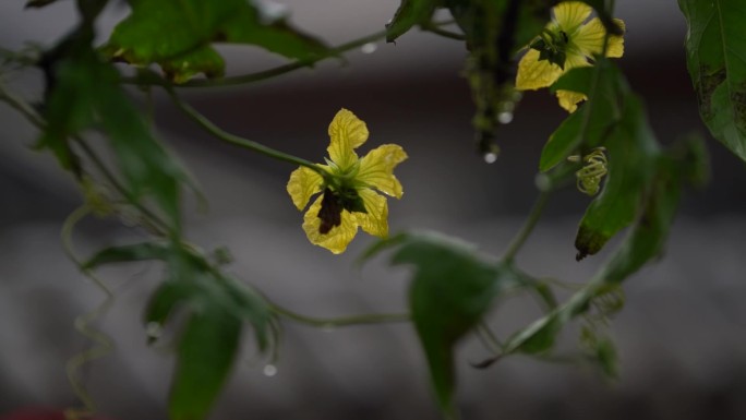 秋雨中的丝瓜花和丝瓜